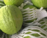 Taiwan Guava (Rs.80/kg)